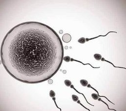 冻胚能转化成桑葚胚吗？